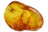 Detailed Fossil Fly (Diptera) In Baltic Amber #90773-3